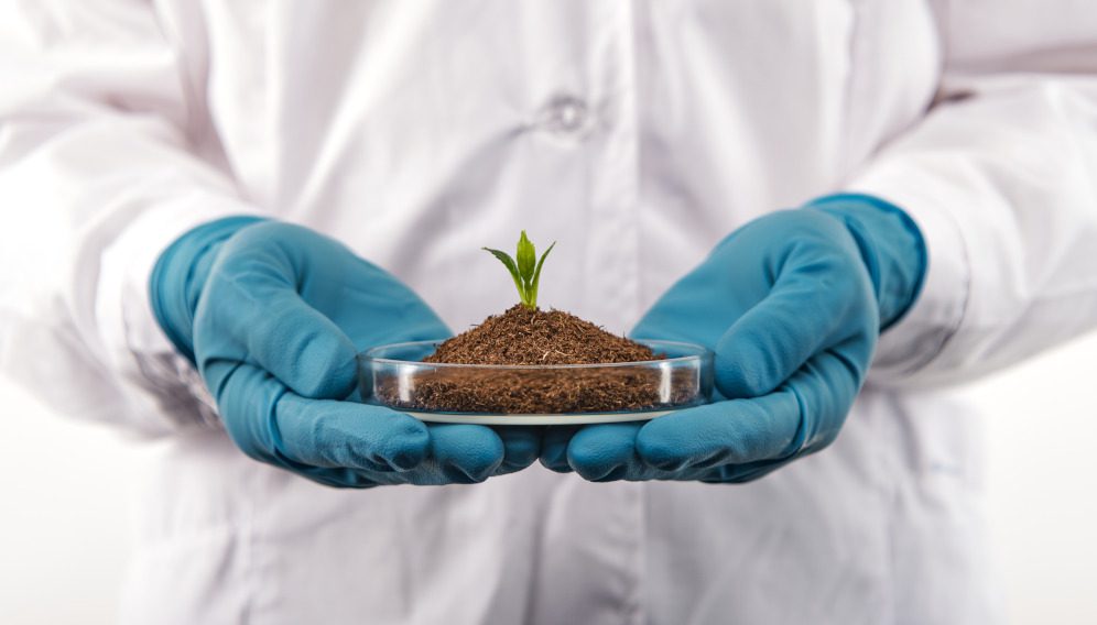 Close up of biologist hands wearing blue gloves, holding single growing sprout in test dish