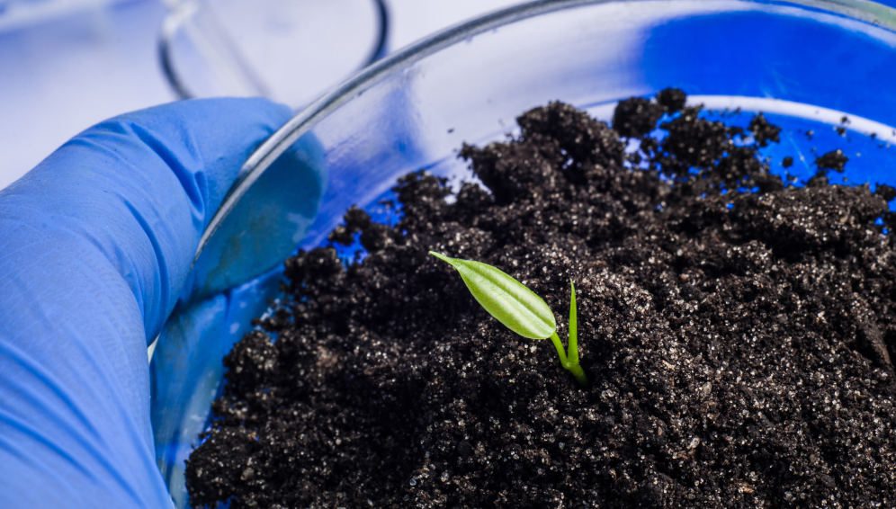 science, biology, ecology, research and people concept - close up of scientist hands holding petri dish with plant and soil sample in bio laboratory