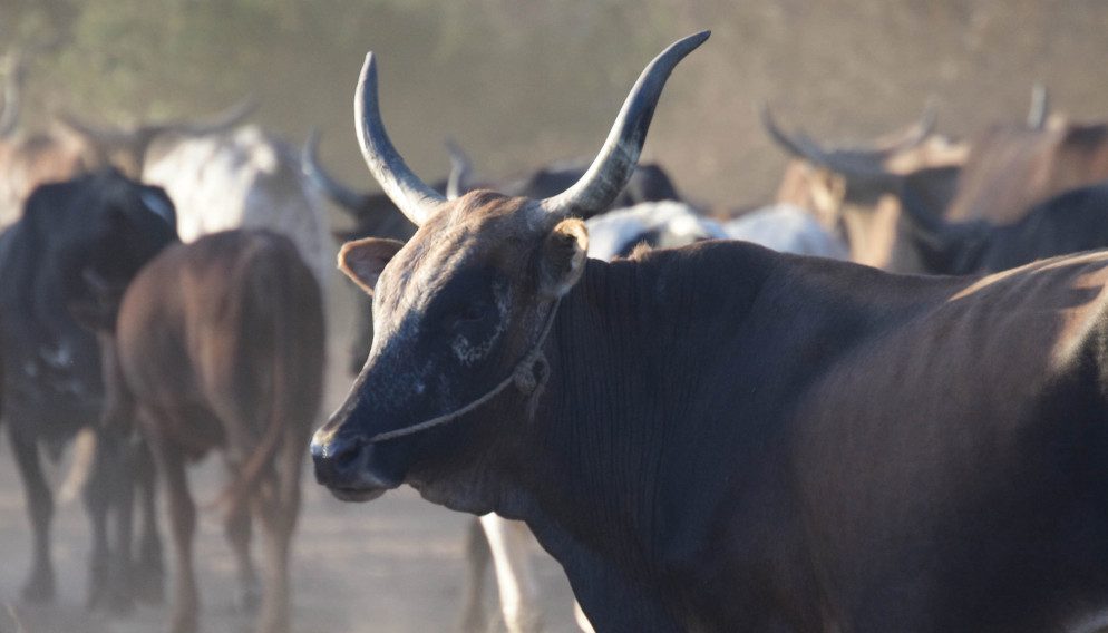 Cattle in Mozambique coming in from the fields in the evening (photo: ILRI/Mann).