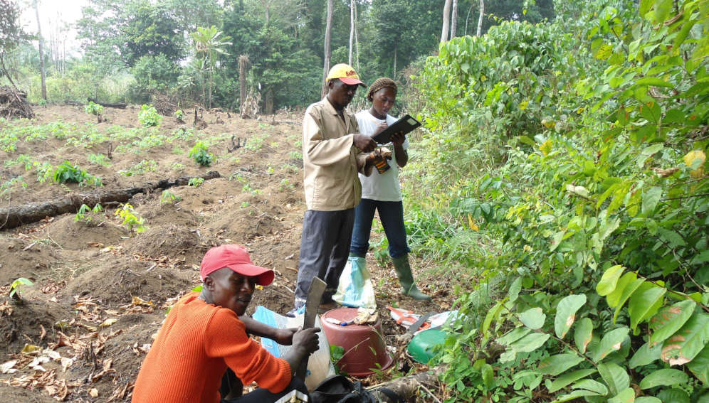 Locally trained assistants participate in on-farm research activities. Photo by Gordon Ajonina /