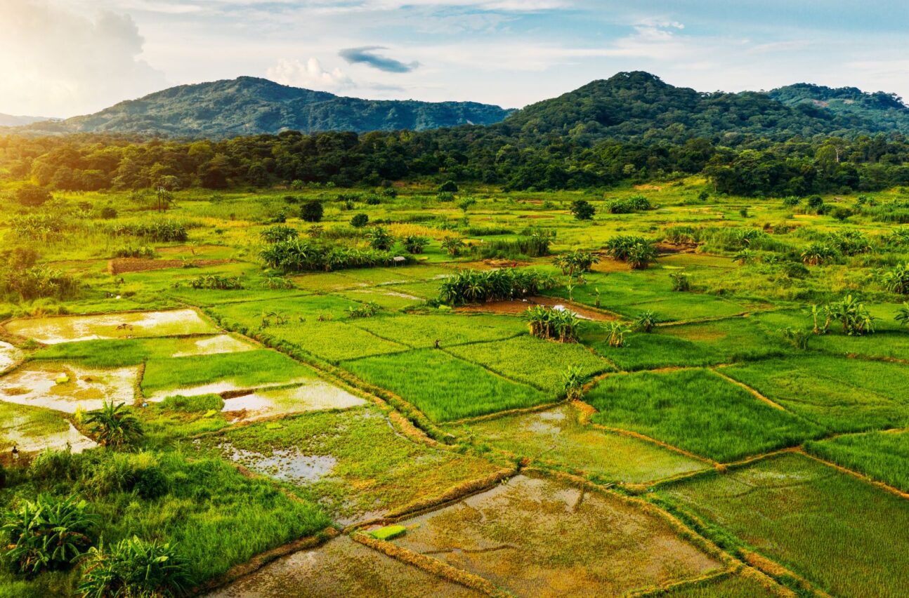 Agriculture in Africa