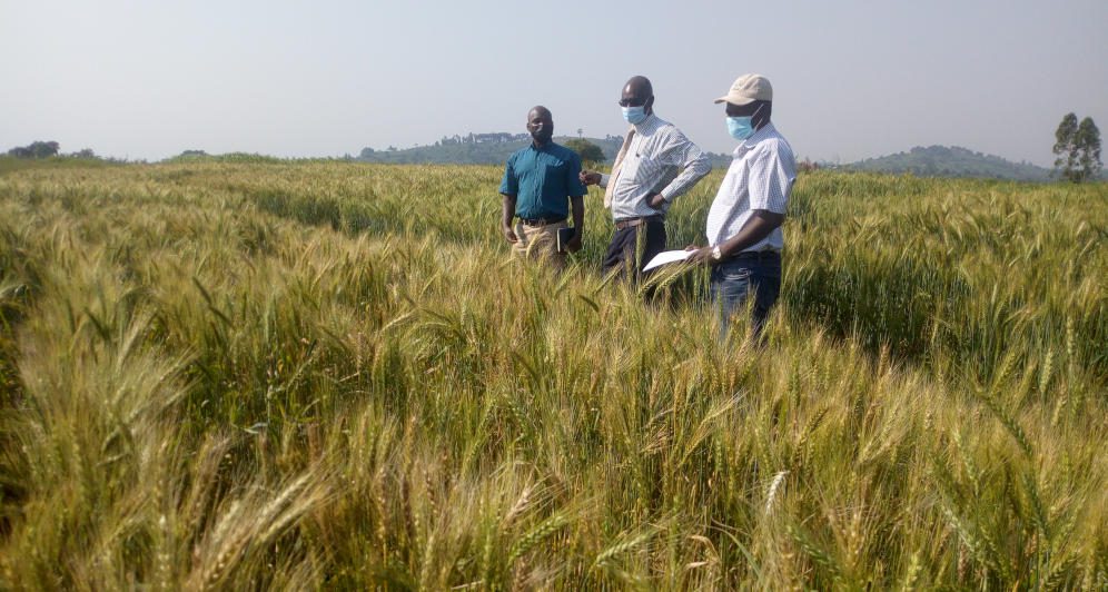 The wheat researchers at the field in Uganda