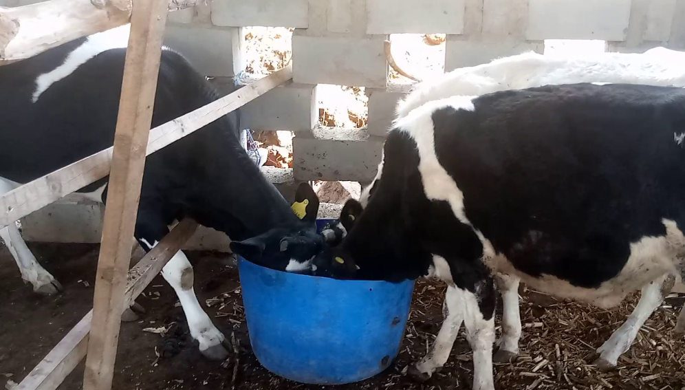 Dairy farm cows in Malawi. Farmers in the coutry can now access a solar-powered milking and water pumping system that slashes milking time. Copyright: Charles Mpaka