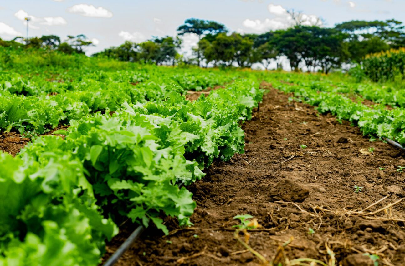 agriculture on a farm