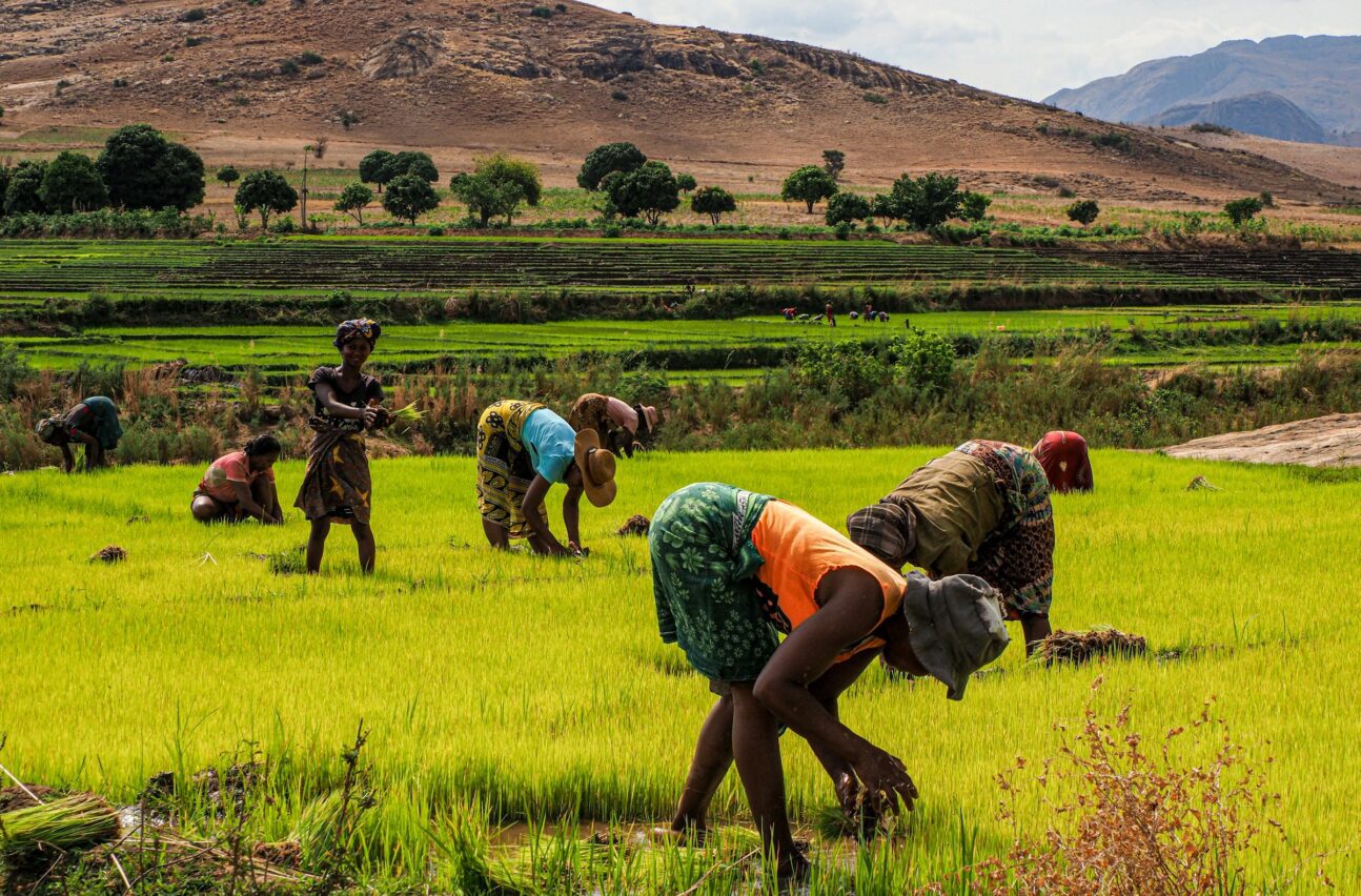 A group of women working in a field in Ethiopia