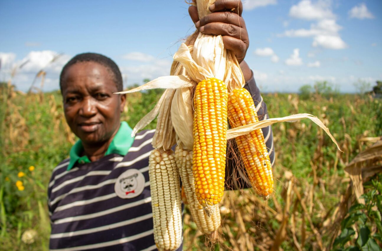 Man holding up cobs of corn grown through sustainable agriculture methods