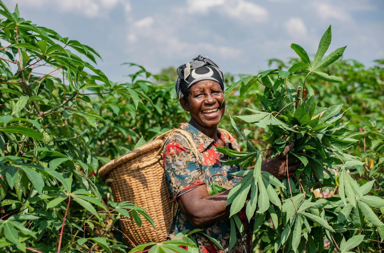 An African woman farmer in a cassava field