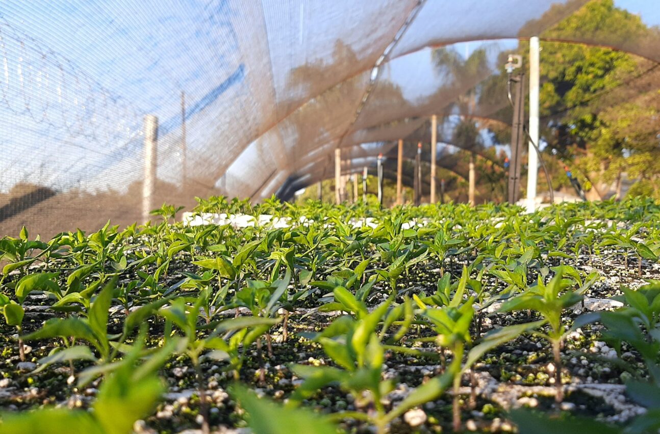 climate smart agriculture