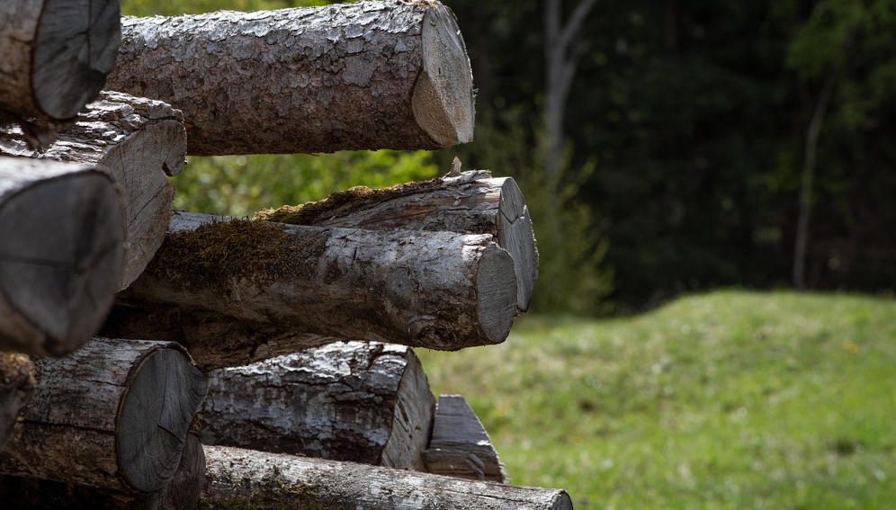 ree trunks. Scientists in Rwanda have identified tree species with potential to generate clean electricity. Copyright: Petra from Pixabay