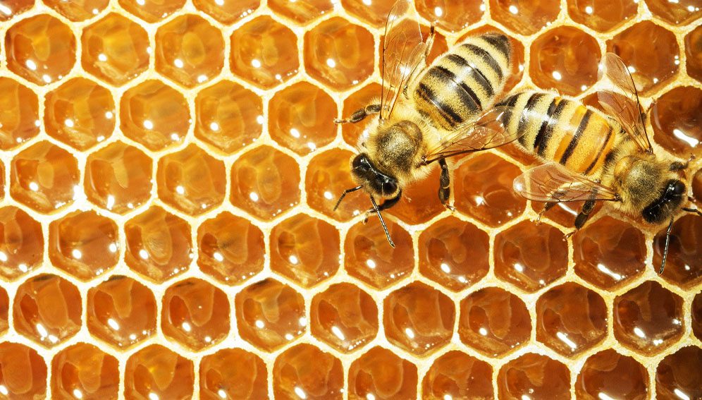 Bees on a honey comb. Researchers in Uganda have developed high-value propolis products to boost beekeepers' incomes and improve public health. Copyright: Photo by Robert Schmidt (CC0 1.0)