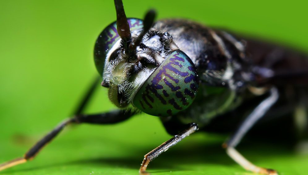 Black soldier fly farming can be done within a backyard, says lead researcher Elija Wanda. Photo credit: sukarman (CC BY 2.0). This photo has been cropped.