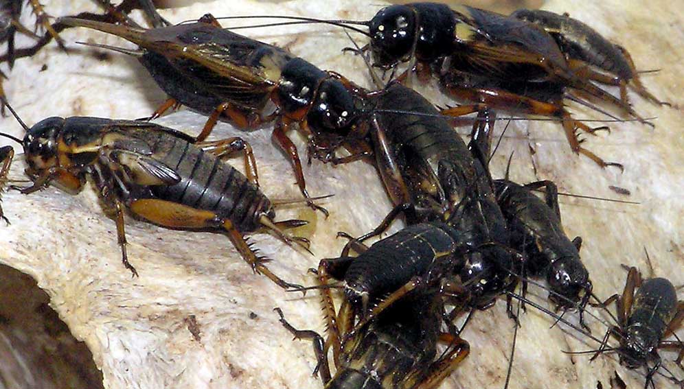 African field cricket