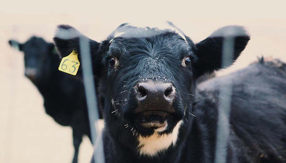 Cow Photo by Noelle Otto: https://www.pexels.com/photo/black-cow-with-yellow-and-white-tag-on-head-3602270/