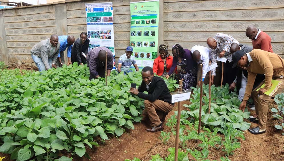 A section of the garden at Githunguri Level 5 Hospital showing managu (left) and other types of vegetables. Photo Courtesy of Prof. Mary Abukutsa
