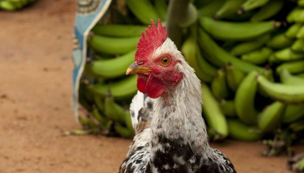 International Development Research Centre (IDRC) is funding a public-private partnership to create a new poultry vaccine in Brazil.
