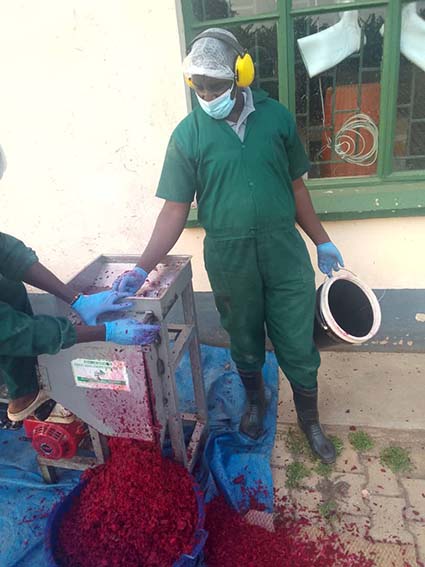 The researchers demonstrating the cold-processing method for beetroot