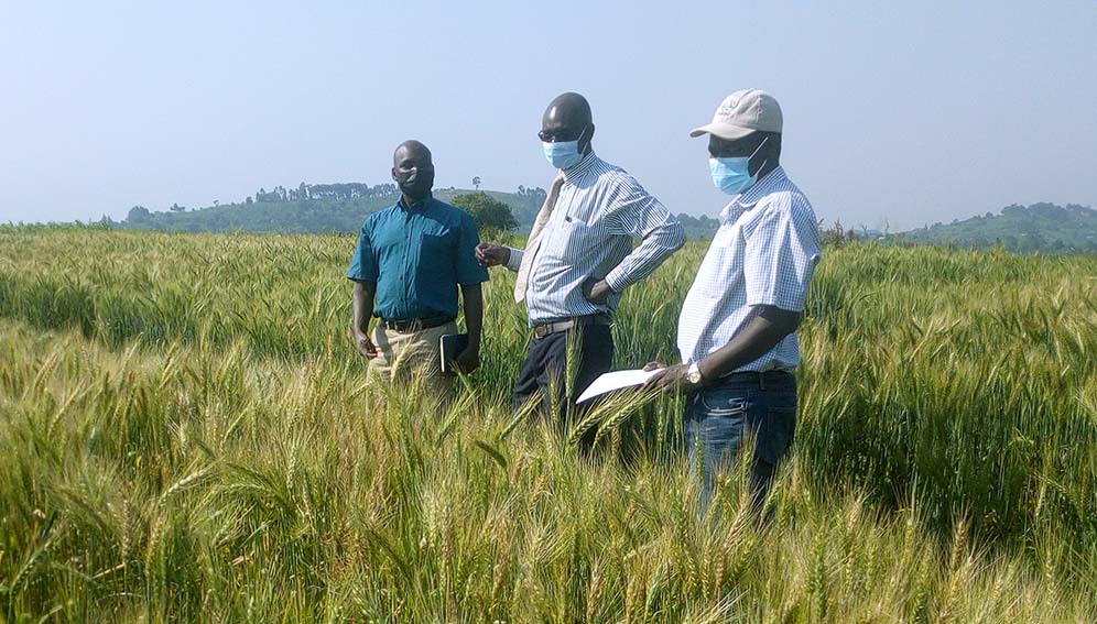 The wheat researchers at the field in Uganda