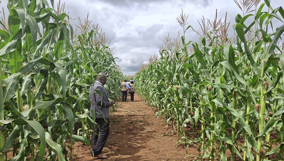 Maize farm where the organo-mineral fertiliser was used