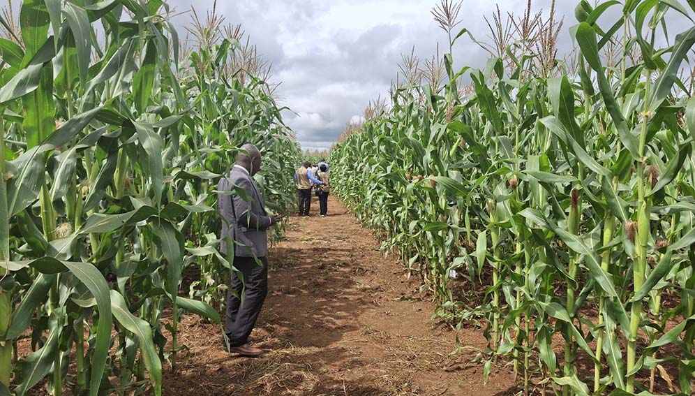 Maize farm where the organo-mineral fertiliser was used.